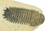 Detailed Crotalocephalina Trilobite - Atchana, Morocco #251052-2